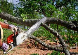 Trusted Raynham Center, MA Tree Services Experts